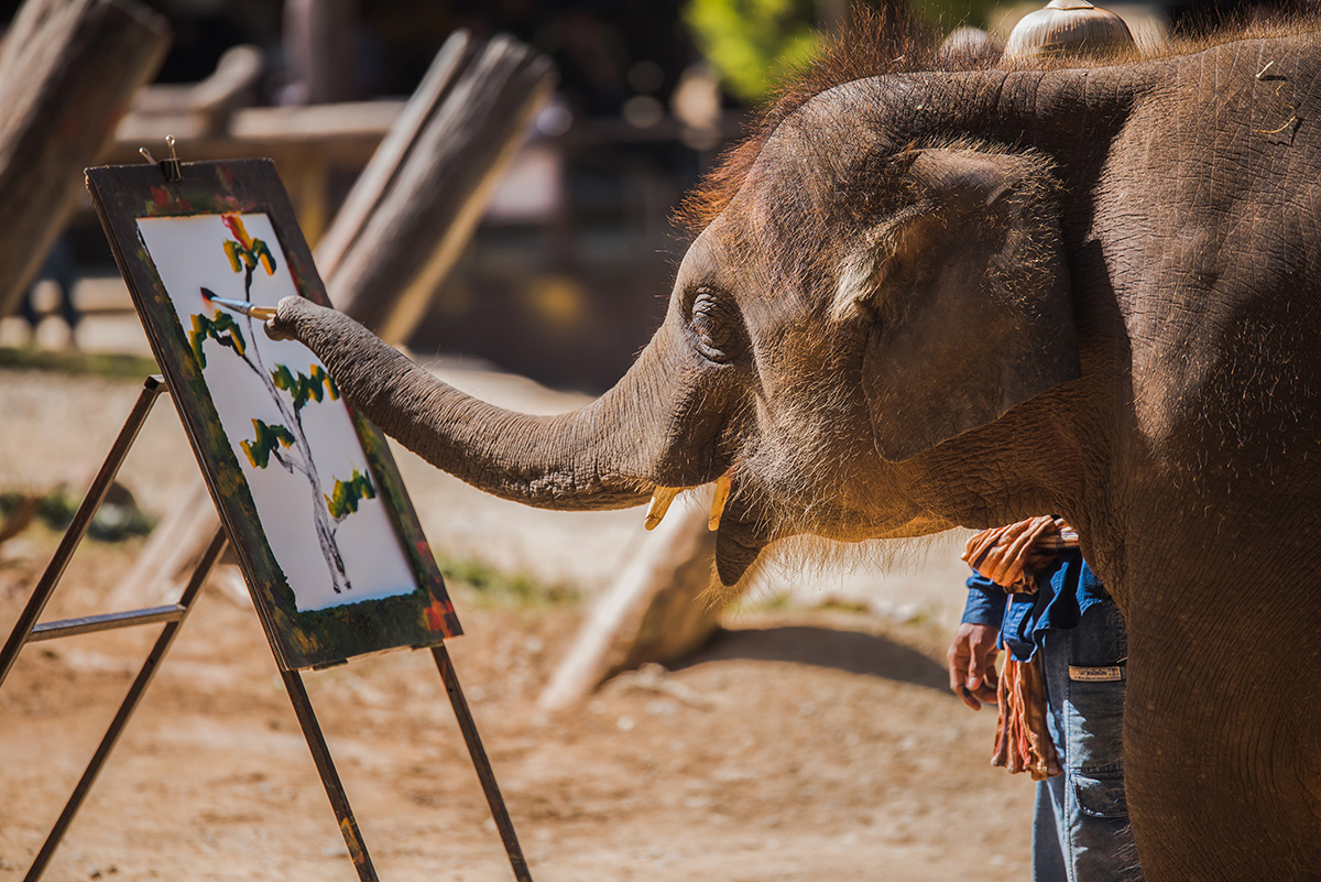 Elephant-painting