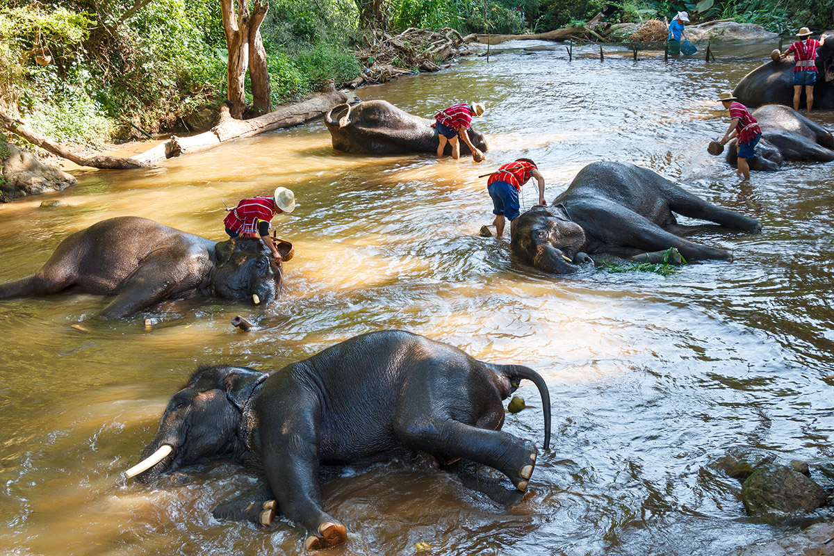 Mae Sa Elephant Camp