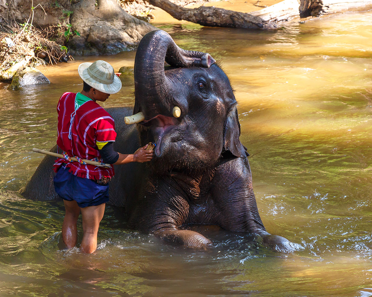 Mae Sa Elephant Camp